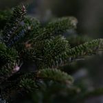 ebcdfcdeddae