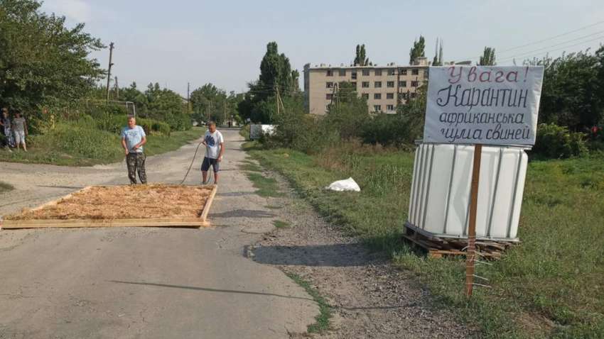 Вблизи Запорожья разбушевалась африканская чума свиней