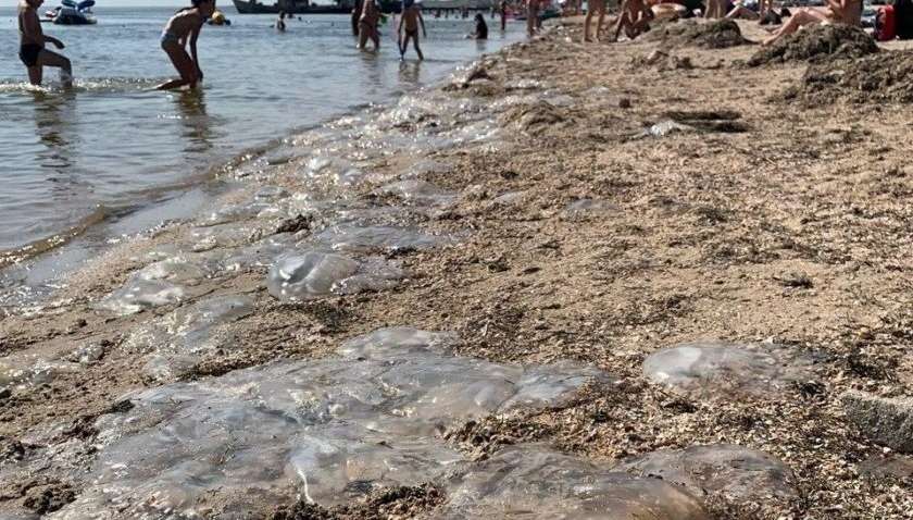 Нашествие медуз в Азовском море: в Украине чиновник хочет привлечь к ответственности Россию