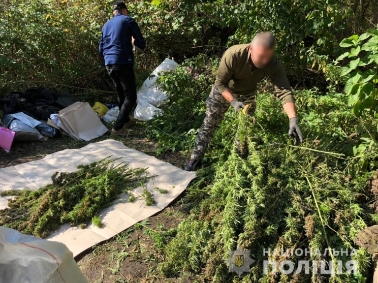 На Сумщине обнаружили плантацию конопли стоимостью почти 3 млн грн