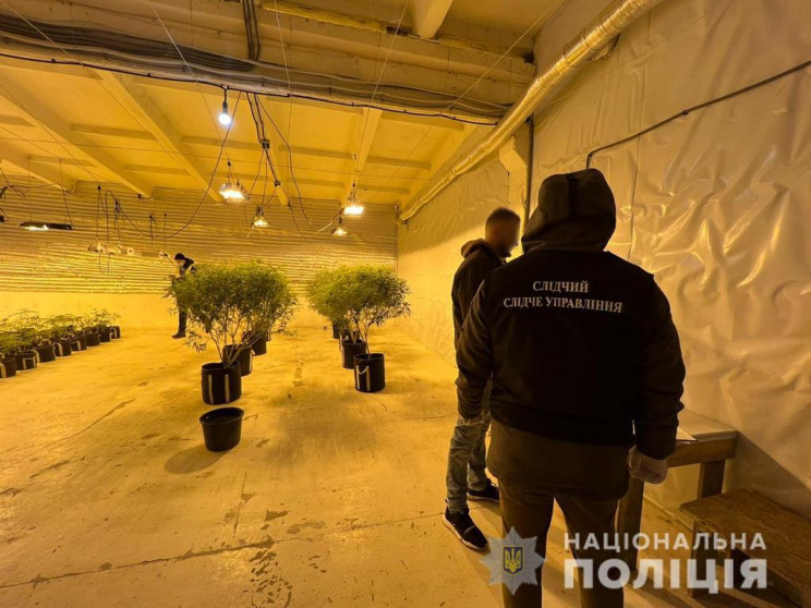 В Сумской области выращивали наркотики на территории госпредприятия