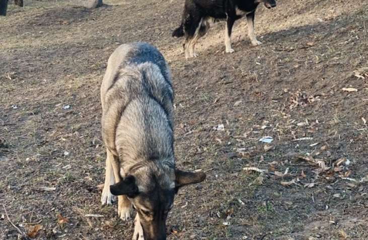 Волонтеры добрались до приюта в Бородянке: выжила только треть животных