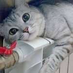 ffebedabfeb