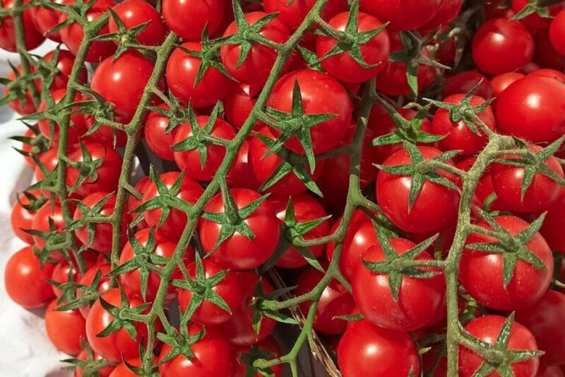 Ціни на помідори в Україні знизилися на 14%