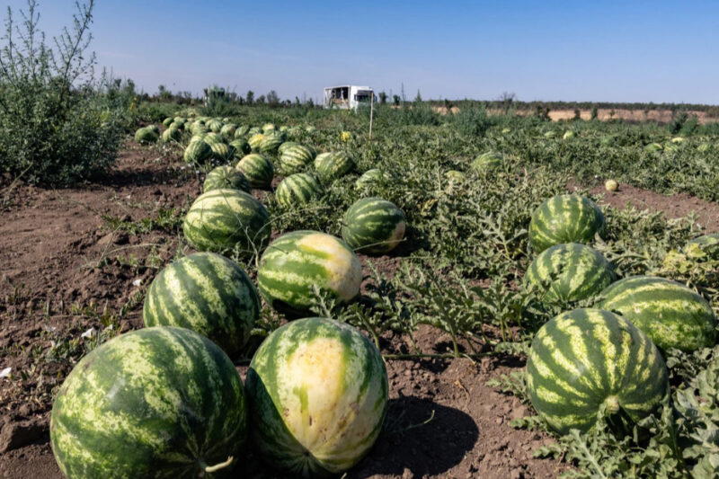 Ціни на кавун в Україні стрімко знижуються