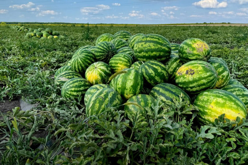 Полтавщина лідирує в Україні за вирощуванням баштанних