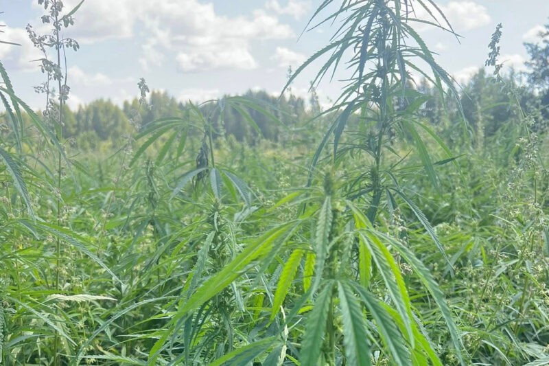Індустріальний парк “МаʼРижани” подвоїть переробку коноплі