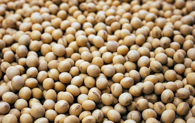 Соя: ідеальний продукт для підтримки м’язової маси