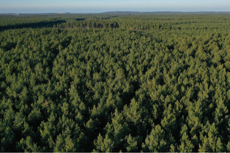 Корпоратизація ДП “Ліси України”: новий етап реформи