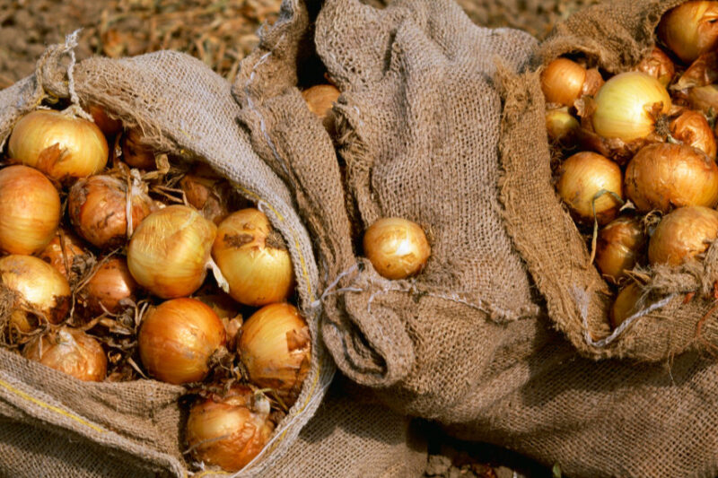 Ціни на цибулю в Україні знизилися на 20%