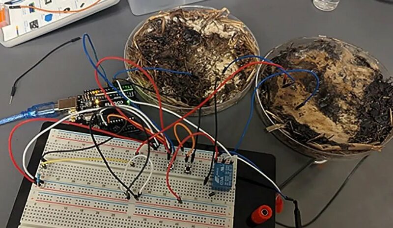 Гриби як новий матеріал для зберігання даних