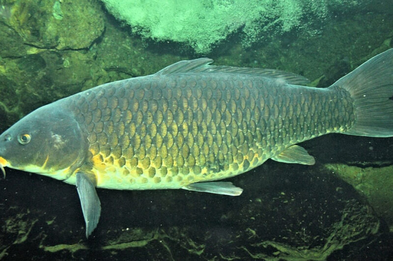 Державна компенсація на вирощування рибопосадкового матеріалу