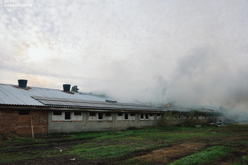 Внаслідок атаки БпЛА загинули 13 тисяч свиней