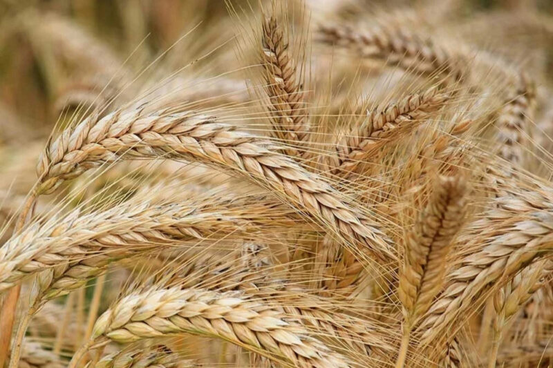 В Україні викрили схему корупції в земельному банку