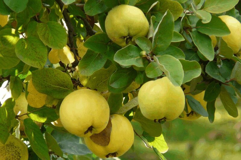 Цукати з айви: простий рецепт домашніх ласощів