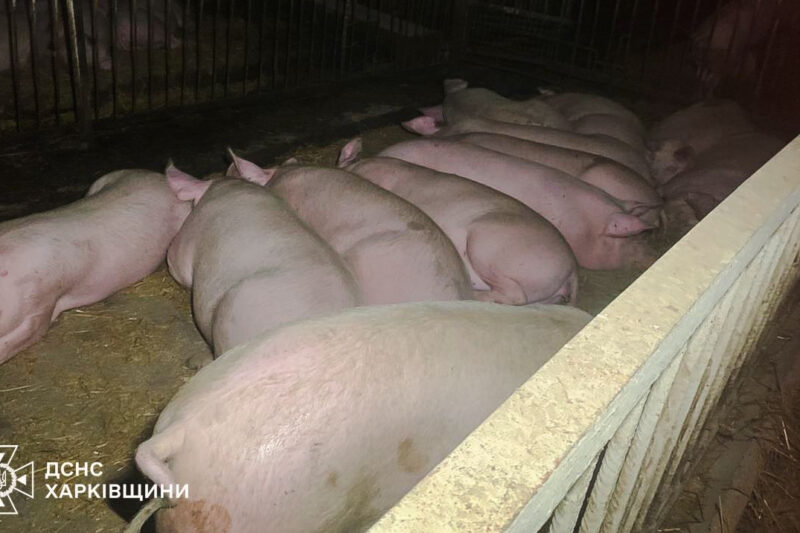 Удар по агрофірмі на Харківщині: загибель свиней та постраждала
