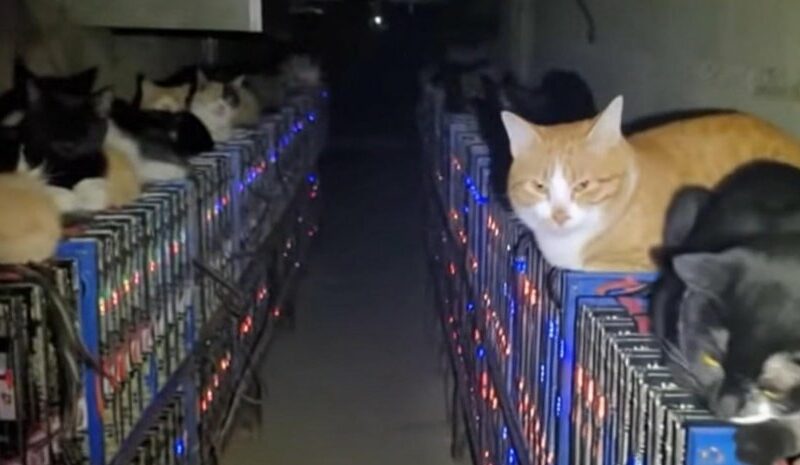 Бродячі кішки завдали збитків біткойн-шахті в Китаї