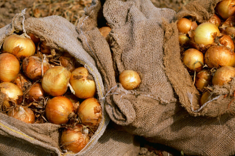 Ціни на цибулю в Україні знизилися на 25%