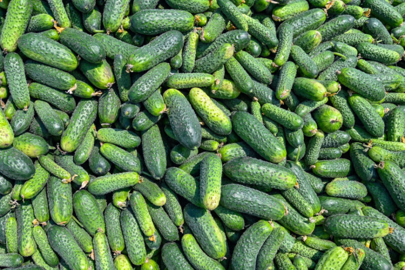 Ціни на огірки в Україні знизились до 80-105 грн/кг