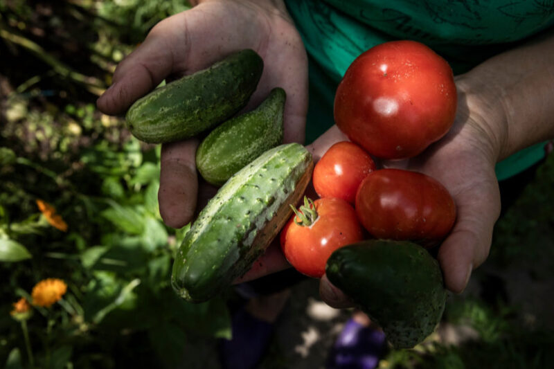 Імпорт помідорів і огірків в Україні зріс у 2023 році