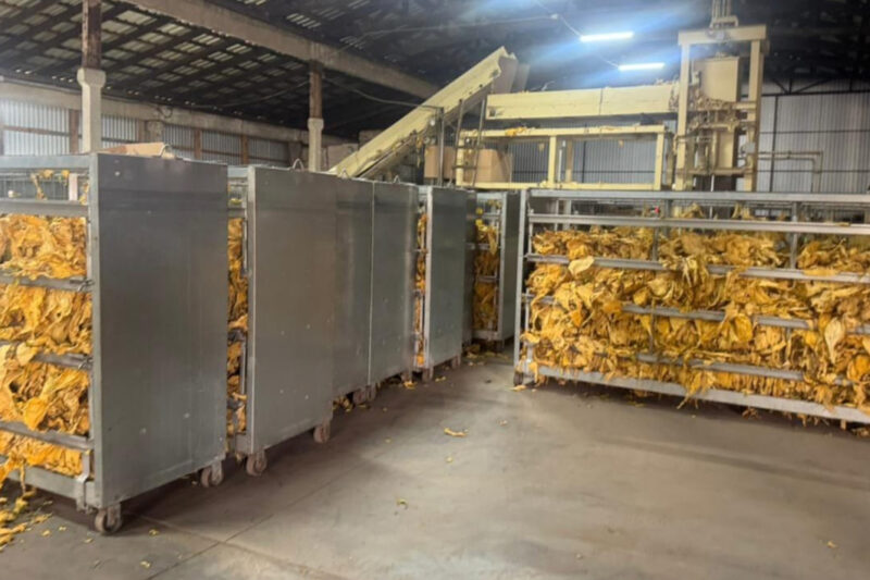 Волинь: викрито незаконне вирощування тютюну