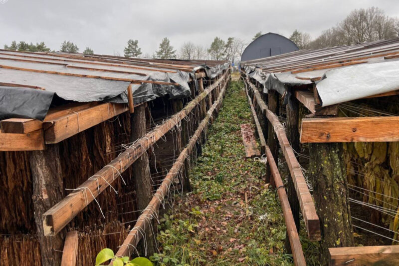 Ліквідація підпільного виробництва тютюну в Україні