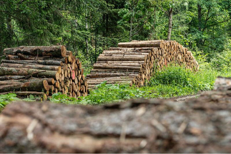 Київрада закликає продовжити мораторій на експорт лісу