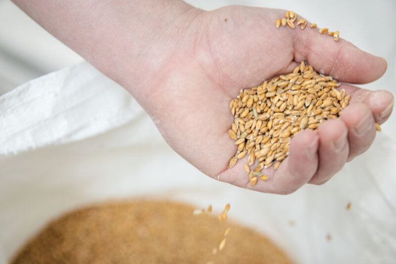 Митники виявили фальшиві документи на експорт зерна